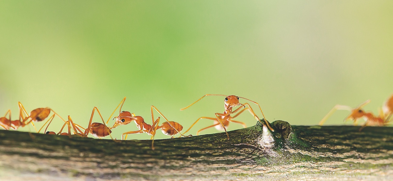 Ants are helping each other